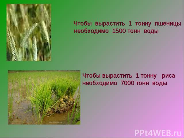 Чтобы вырастить 1 тонну пшеницы необходимо 1500 тонн воды Чтобы вырастить 1 тонну риса необходимо 7000 тонн воды