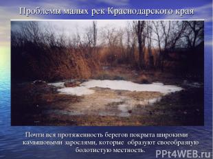 Проблемы малых рек Краснодарского края Почти вся протяженность берегов покрыта ш