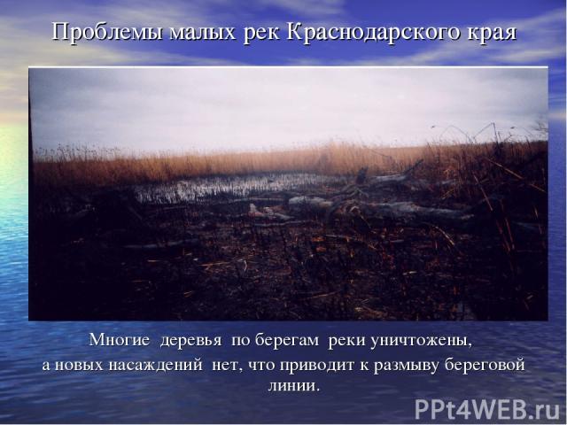 Проблемы малых рек Краснодарского края Многие деревья по берегам реки уничтожены, а новых насаждений нет, что приводит к размыву береговой линии.