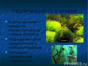 Растительность в океане Водные растения – водоросли. Распространены до глубины 2