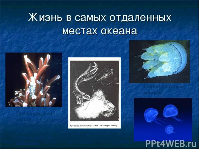 Жизнь в самых отдаленных местах океана Глубоководные черви поселились около глубоководных разломов Глубоководные медузы