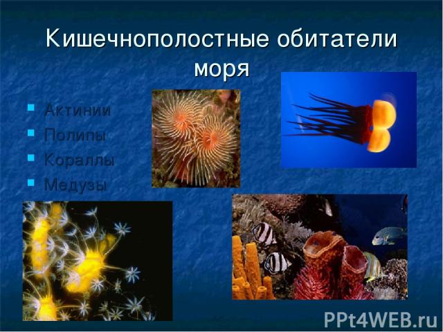 Кишечнополостные обитатели моря Актинии Полипы Кораллы Медузы