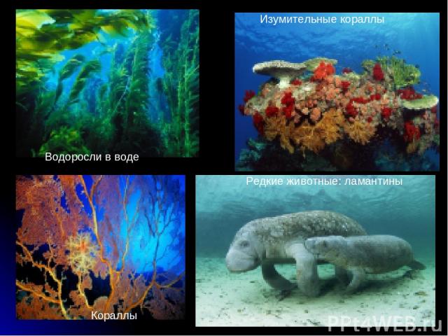 Водоросли в воде Кораллы Изумительные кораллы Редкие животные: ламантины