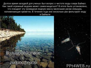 Долгое время загадкой для ученых был вопрос о чистоте воды озера Байкал. Как так