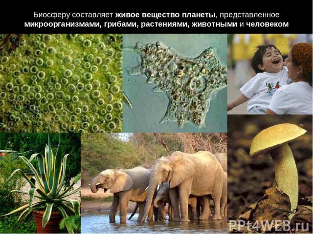Биосферу составляет живое вещество планеты, представленное микроорганизмами, грибами, растениями, животными и человеком