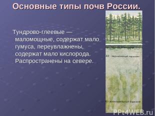Основные типы почв России. Тундрово-глеевые — маломощные, содержат мало гумуса,