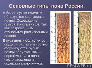 Основные типы почв России. В более сухом климате образуются каштановые почвы. Со