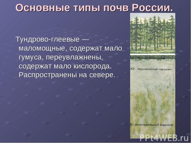 Основные типы почв России. Тундрово-глеевые — маломощные, содержат мало гумуса, переувлажнены, содержат мало кислорода. Распространены на севере.