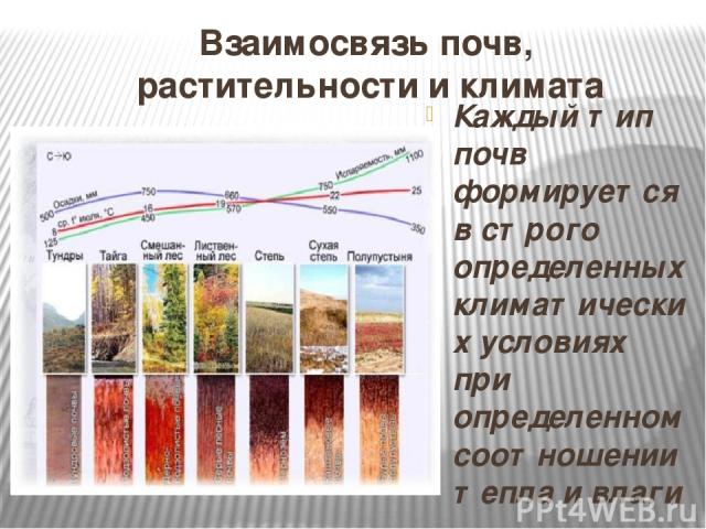 Взаимосвязь почв, растительности и климата Каждый тип почв формируется в строго определенных климатических условиях при определенном соотношении тепла и влаги . В тоже время каждому типу соответствует и определенный тип растительности. Отмершие стеб…