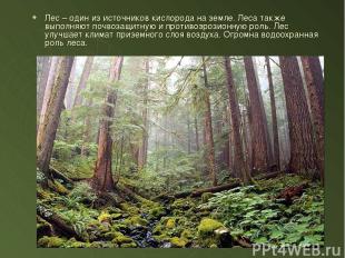 Лес – один из источников кислорода на земле. Леса также выполняют почвозащитную