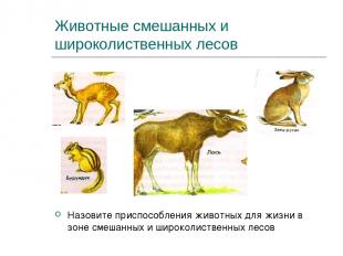 Животные смешанных и широколиственных лесов Назовите приспособления животных для