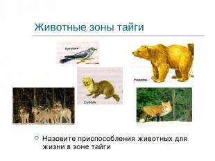 Животные зоны тайги Назовите приспособления животных для жизни в зоне тайги