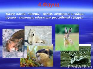 4.Фауна Дикие олени, лисицы, волки, лемминги и зайцы-русаки - типичные обитатели