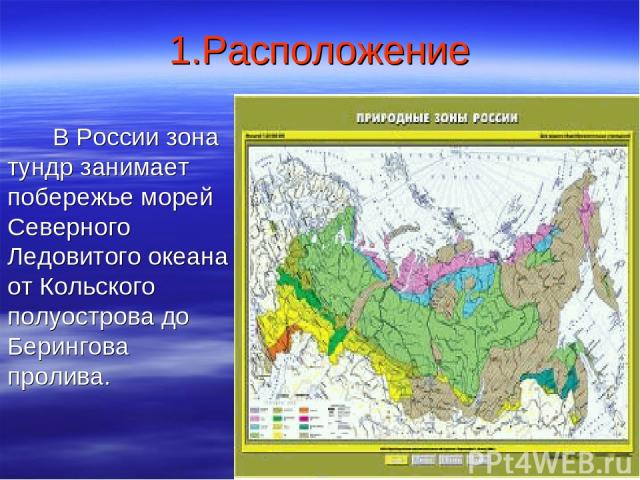 1.Расположение В России зона тундр занимает побережье морей Северного Ледовитого океана от Кольского полуострова до Берингова пролива.
