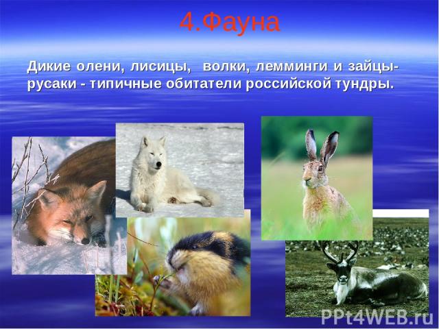 4.Фауна Дикие олени, лисицы, волки, лемминги и зайцы-русаки - типичные обитатели российской тундры.