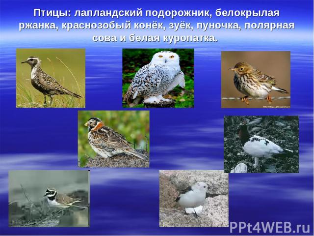 Птицы: лапландский подорожник, белокрылая ржанка, краснозобый конёк, зуёк, пуночка, полярная сова и белая куропатка.