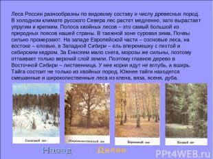 Леса России разнообразны по видовому составу и числу древесных пород. В холодном