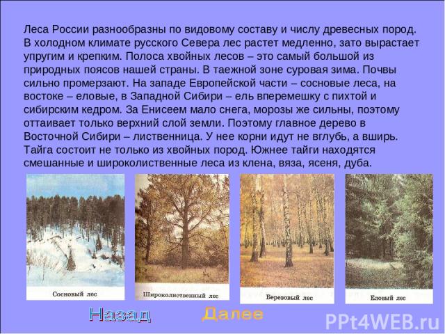 Леса России разнообразны по видовому составу и числу древесных пород. В холодном климате русского Севера лес растет медленно, зато вырастает упругим и крепким. Полоса хвойных лесов – это самый большой из природных поясов нашей страны. В таежной зоне…