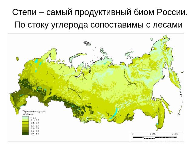 Степи – самый продуктивный биом России. По стоку углерода сопоставимы с лесами