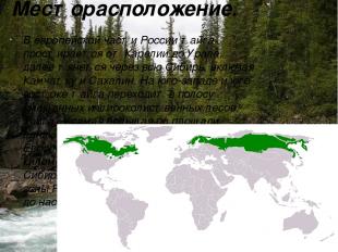 Месторасположение. В европейской части России тайга простирается от Карелии до У