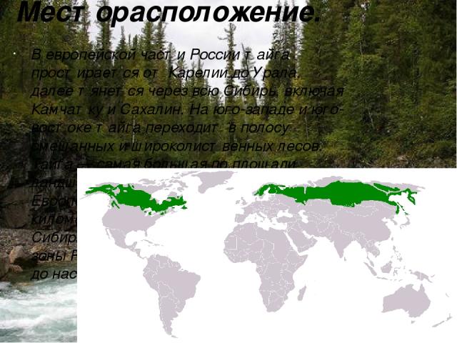 Месторасположение. В европейской части России тайга простирается от Карелии до Урала, далее тянется через всю Сибирь, включая Камчатку и Сахалин. На юго-западе и юго-востоке тайга переходит в полосу смешанных и широколиственных лесов. Тайга — самая …