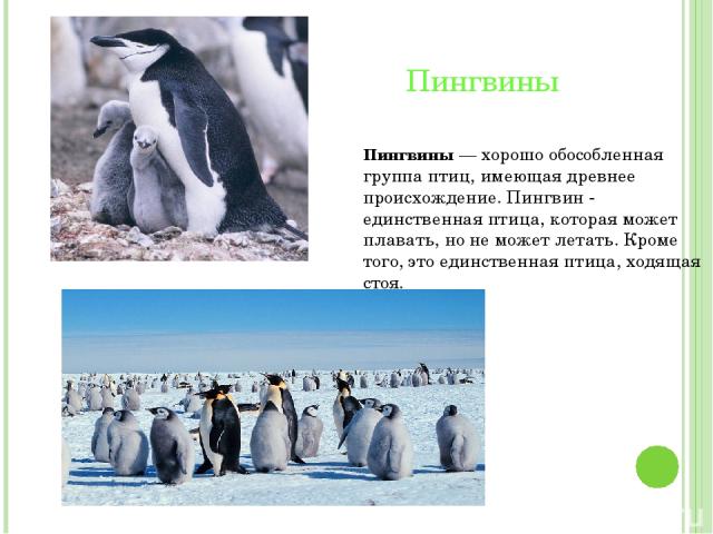 Пингвины Пингвины — хорошо обособленная группа птиц, имеющая древнее происхождение. Пингвин - единственная птица, которая может плавать, но не может летать. Кроме того, это единственная птица, ходящая стоя.