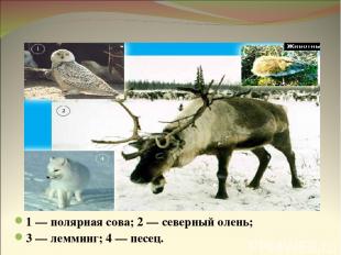Животные тундры 1 — полярная сова; 2 — северный олень; 3 — лемминг; 4 — песец.