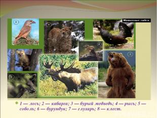 Животные тайги 1 — лось; 2 — кабарга; 3 — бурый медведь; 4 — рысь; 5 — соболь; 6
