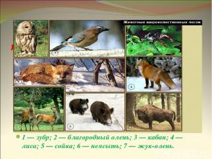 Животные широколиственных лесов 1 — зубр; 2 — благородный олень; 3 — кабан; 4 —