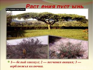 Растения пустынь 1— белый саксаул; 2 — песчаная акация; 3 — верблюжья колючка.