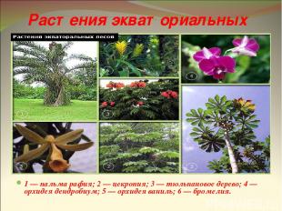 Растения экваториальных лесов 1 — пальма рафия; 2 — цекропия; 3 — тюльпановое де