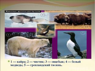 Животные арктических пустынь 1 — кайра; 2 — чистик; 3 — овцебык; 4 — белый медве
