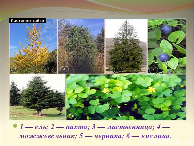 Растения тайги 1 — ель; 2 — пихта; 3 — лиственница; 4 — можжевельник; 5 — черника; 6 — кислица.
