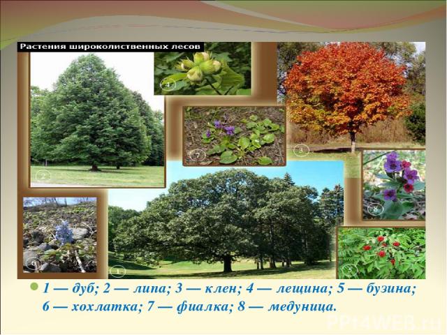 Растения широколиственных лесов 1 — дуб; 2 — липа; 3 — клен; 4 — лещина; 5 — бузина; 6 — хохлатка; 7 — фиалка; 8 — медуница.