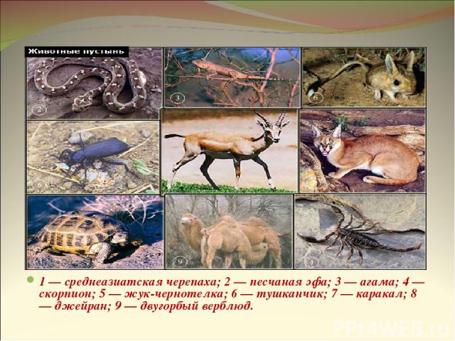 Животные пустынь 1 — среднеазиатская черепаха; 2 — песчаная эфа; 3 — агама; 4 — скорпион; 5 — жук-чернотелка; 6 — тушканчик; 7 — каракал; 8 — джейран; 9 — двугорбый верблюд.