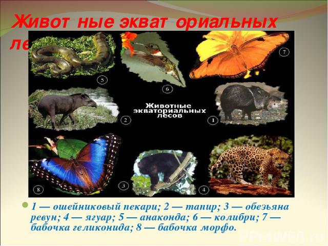 Животные экваториальных лесов 1 — ошейниковый пекари; 2 — тапир; 3 — обезьяна ревун; 4 — ягуар; 5 — анаконда; 6 — колибри; 7 — бабочка геликонида; 8 — бабочка морфо.