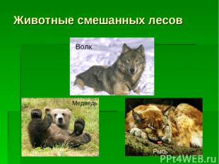 Животные смешанных лесов Волк Медведь Рысь