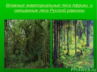 Влажные экваториальные леса Африки и смешанные леса Русской равнины