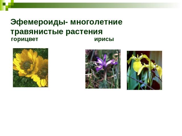 Эфемероиды- многолетние травянистые растения горицвет ирисы