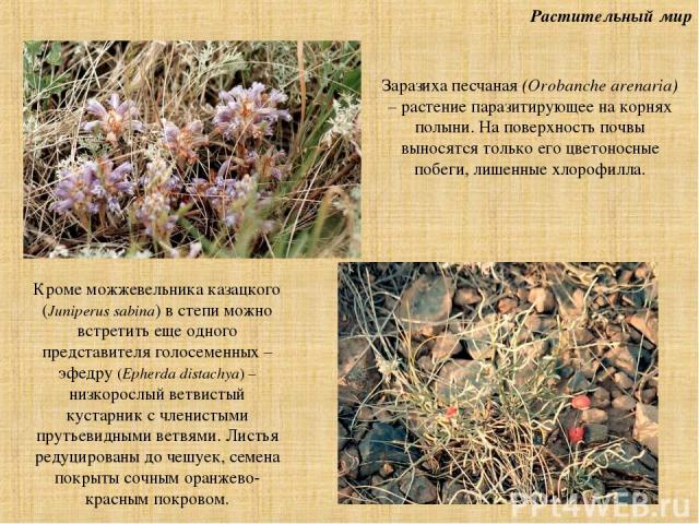 Растительный мир Заразиха песчаная (Orobanche arenaria) – растение паразитирующее на корнях полыни. На поверхность почвы выносятся только его цветоносные побеги, лишенные хлорофилла. Кроме можжевельника казацкого (Juniperus sabina) в степи можно вст…