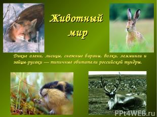 Животный мир Дикие олени, лисицы, снежные бараны, волки, лемминги и зайцы-русаки