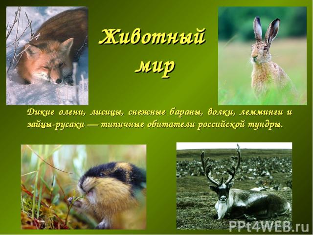 Животный мир Дикие олени, лисицы, снежные бараны, волки, лемминги и зайцы-русаки — типичные обитатели российской тундры.