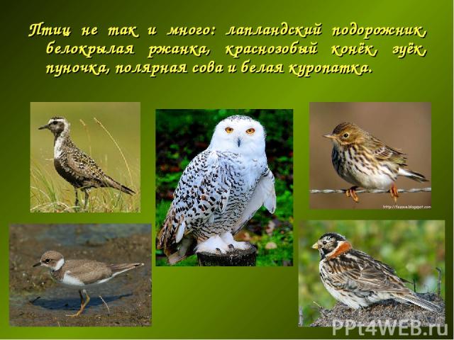 Птиц не так и много: лапландский подорожник, белокрылая ржанка, краснозобый конёк, зуёк, пуночка, полярная сова и белая куропатка.
