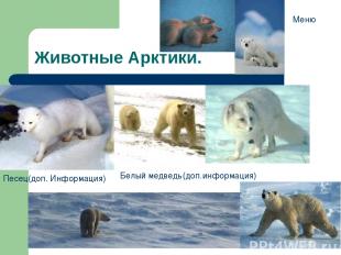 Животные Арктики. Песец(доп. Информация) Белый медведь(доп.информация) Меню