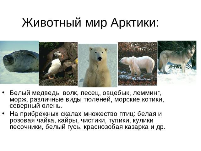 Животный мир Арктики: Белый медведь, волк, песец, овцебык, лемминг, морж, различные виды тюленей, морские котики, северный олень. На прибрежных скалах множество птиц: белая и розовая чайка, кайры, чистики, тупики, кулики песочники, белый гусь, красн…