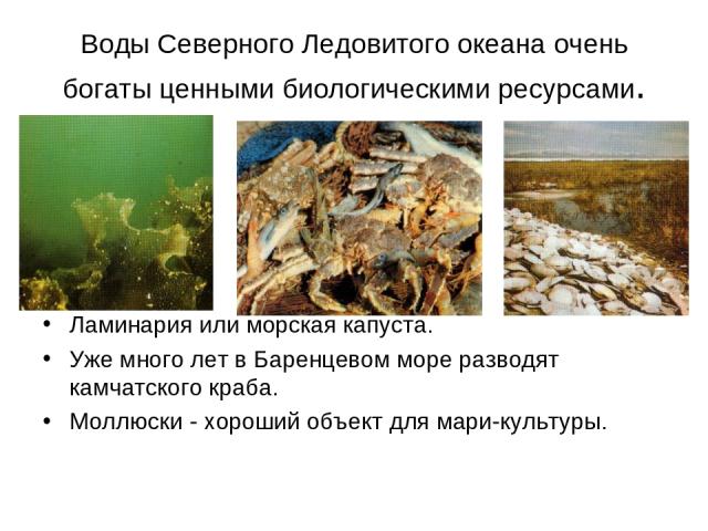 Воды Северного Ледовитого океана очень богаты ценными биологическими ресурсами. Ламинария или морская капуста. Уже много лет в Баренцевом море разводят камчатского краба. Моллюски - хороший объект для мари-культуры.
