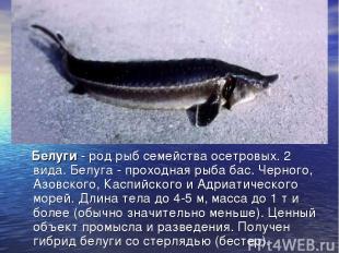 Белуги - род рыб семейства осетровых. 2 вида. Белуга - проходная рыба бас. Черно