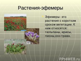 Растения-эфемеры Эфемеры- это растения с коротким сроком вегетации. К ним относя