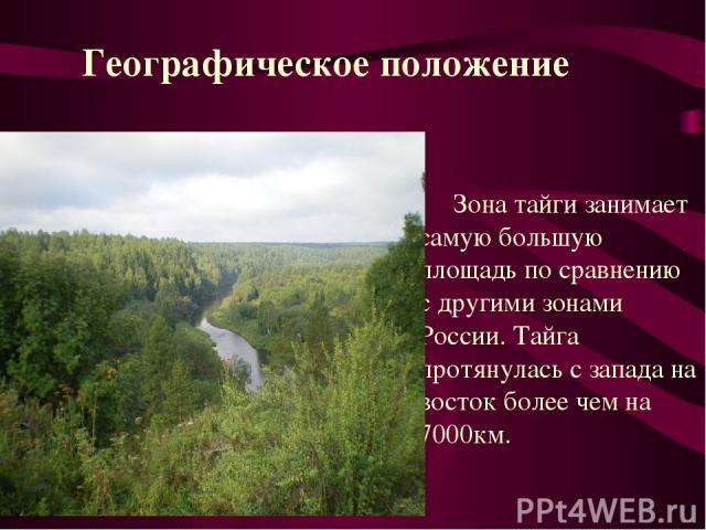 Зона тайги занимает самую большую площадь по сравнению с другими зонами России. Тайга протянулась с запада на восток более чем на 7000км. Географическое положение