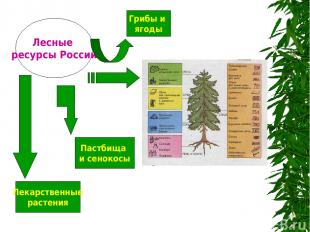 п и Лесные ресурсы России Пастбища и сенокосы Лекарственные растения Грибы и яго